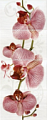 Фиори Декорированное панно "Орхидея" 750*400 (3 плитки)
